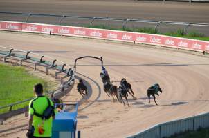 Greyhound Racing - Captured at Maitland Greyhounds, South Maitland NSW Australia.