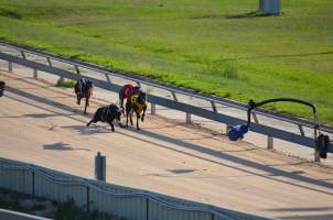 Greyhound Racing - Captured at Maitland Greyhounds, South Maitland NSW Australia.