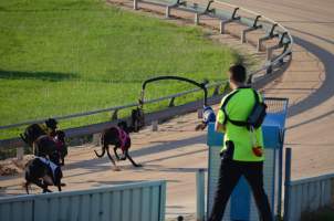 Greyhound Racing - Captured at Maitland Greyhounds, South Maitland NSW Australia.