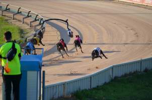 Greyhound Racing - Captured at Maitland Greyhounds, South Maitland NSW Australia.