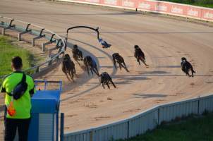 Greyhound Racing - Captured at Maitland Greyhounds, South Maitland NSW Australia.