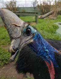 Captive cassowary with full upper mandible debeaking. - Captured at Zoodoo Zoo, Tea Tree TAS Australia.