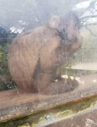 Juvenile capuchin held in caged area with limited space; perspex cracked, clouded and developing a green rot. - Captured at Zoodoo Zoo, Tea Tree TAS Australia.