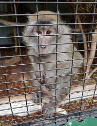 Crab eating macaque in caged area with limited space. - Captured at Zoodoo Zoo, Tea Tree TAS Australia.