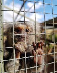 Marmoset; one of two families kept on display. - Captured at Zoodoo Zoo, Tea Tree TAS Australia.