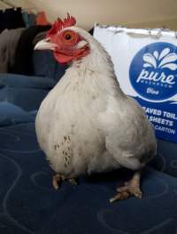 Hen rescued from farm yard petting attraction at facility with extreme damage to both feet including multiple missing toes. - Captured at Zoodoo Zoo, Tea Tree TAS Australia.