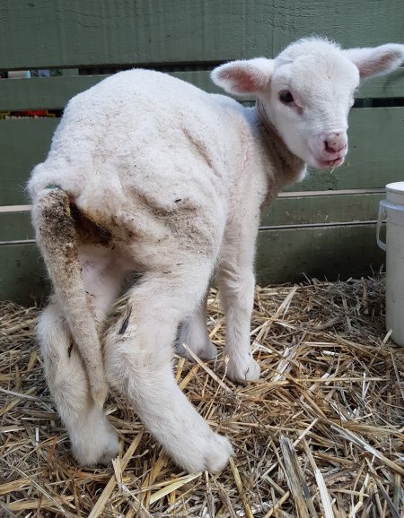 Lamb in petting nursery, showing signs of discomfort due to banding of tail (docking). Facility claims she was