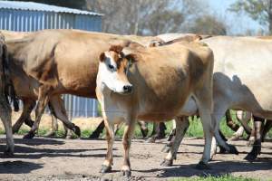 Dairy Cow at Caldermeade - Captured at Caldermeade Farm, Caldermeade VIC Australia.