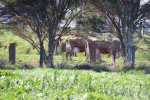 Paddock of pregnant dairy cows at caldermeade - Captured at Caldermeade Farm, Caldermeade VIC Australia.