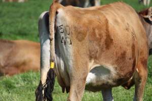 Branding on a dairy cow at caldermeade - Captured at Caldermeade Farm, Caldermeade VIC Australia.