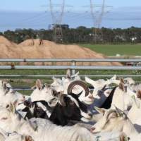 Gippy Goat - Captured at Gippy Goat Dairy, Yarragon VIC Australia.