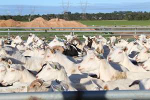 Gippy Goat - Captured at Gippy Goat Dairy, Yarragon VIC Australia.