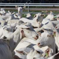 Open sore on the face of a goat at Gippy Goat - Captured at Gippy Goat Dairy, Yarragon VIC Australia.