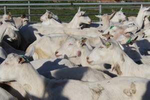 Large Abcess on the face of a goat at Gippy Goat - Captured at Gippy Goat Dairy, Yarragon VIC Australia.