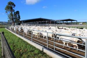 Gippy Goat - Captured at Gippy Goat Dairy, Yarragon VIC Australia.