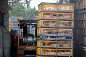 Star Poultry - Captured at Star Poultry, Keysborough VIC Australia.