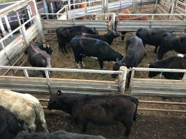 Pakenham Saleyards (Victorian Livestock Exchange) - Captured at Victorian Livestock Exchange - Pakenham, Pakenham VIC Australia.