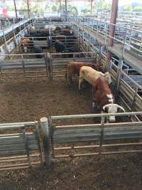 Pakenham Saleyards (Victorian Livestock Exchange) - Captured at Victorian Livestock Exchange - Pakenham, Pakenham VIC Australia.