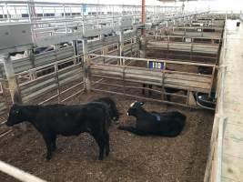 Pakenham Saleyards (Victorian Livestock Exchange) - Captured at Victorian Livestock Exchange - Pakenham, Pakenham VIC Australia.