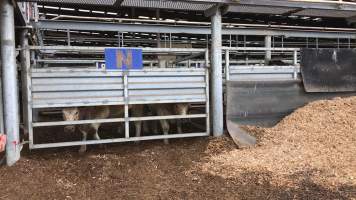 Pakenham Saleyards (Victorian Livestock Exchange) - Captured at Victorian Livestock Exchange - Pakenham, Pakenham VIC Australia.