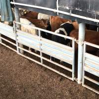 Pakenham Saleyards (Victorian Livestock Exchange) - Captured at Victorian Livestock Exchange - Pakenham, Pakenham VIC Australia.