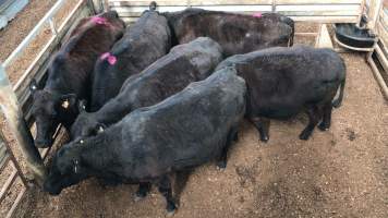 Pakenham Saleyards (Victorian Livestock Exchange) - Captured at Victorian Livestock Exchange - Pakenham, Pakenham VIC Australia.