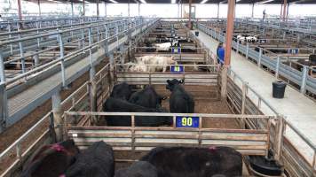 Pakenham Saleyards (Victorian Livestock Exchange) - Captured at Victorian Livestock Exchange - Pakenham, Pakenham VIC Australia.