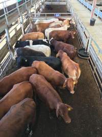 Pakenham Saleyards (Victorian Livestock Exchange) - Captured at Victorian Livestock Exchange - Pakenham, Pakenham VIC Australia.