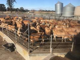 Milking Herd at Caldermeade - Captured at Caldermeade Farm, Caldermeade VIC Australia.