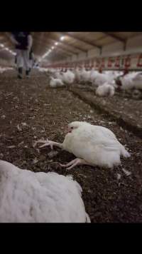 Captured at Unknown free range broilers, Tyabb VIC Australia.