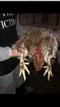 Captured at Unknown free range broilers, Tyabb VIC Australia.
