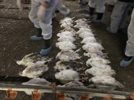 Captured at Unknown free range broilers, Tyabb VIC Australia.