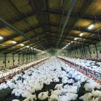 Captured at Unknown free range broilers, Tyabb VIC Australia.