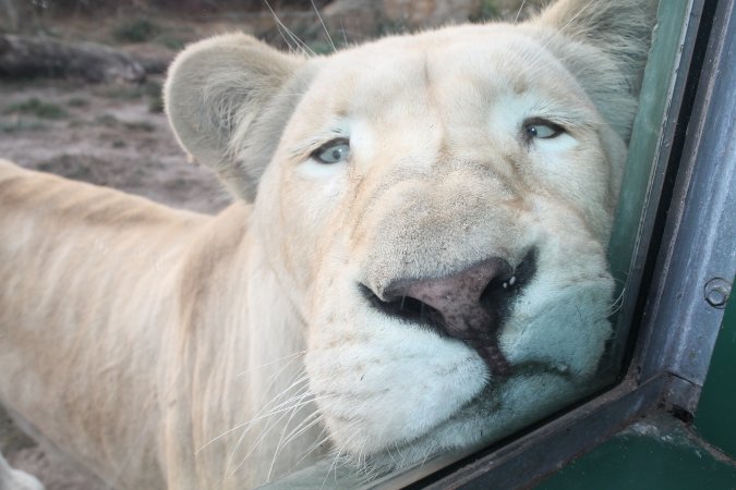 Sad lioness - Lioness at ZooDoo pressed her face up to the glass and stood there for some time. 
Her cage is about the size of a house. - Captured at ZooDoo, TAS.