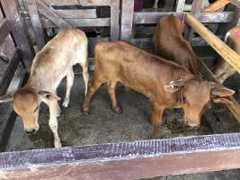 Captured at McDougalls Saleyards, Warwick QLD Australia.