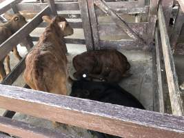 Captured at McDougalls Saleyards, Warwick QLD Australia.