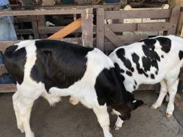 Captured at McDougalls Saleyards, Warwick QLD Australia.