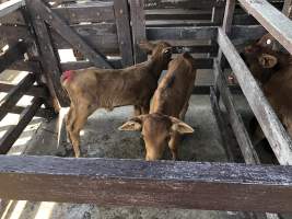 Captured at McDougalls Saleyards, Warwick QLD Australia.