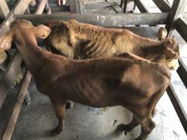 Captured at McDougalls Saleyards, Warwick QLD Australia.