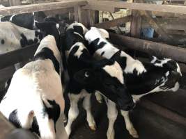 Captured at McDougalls Saleyards, Warwick QLD Australia.