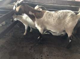 Captured at McDougalls Saleyards, Warwick QLD Australia.