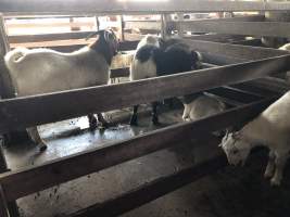 Captured at McDougalls Saleyards, Warwick QLD Australia.