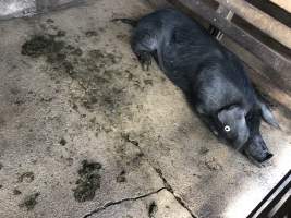 Captured at McDougalls Saleyards, Warwick QLD Australia.