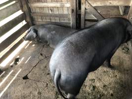 Captured at McDougalls Saleyards, Warwick QLD Australia.