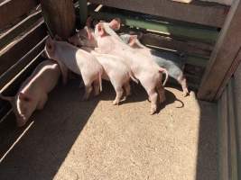 Captured at McDougalls Saleyards, Warwick QLD Australia.