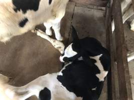 Captured at McDougalls Saleyards, Warwick QLD Australia.