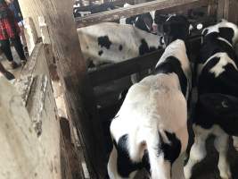 Captured at McDougalls Saleyards, Warwick QLD Australia.