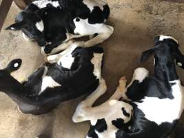 Captured at McDougalls Saleyards, Warwick QLD Australia.