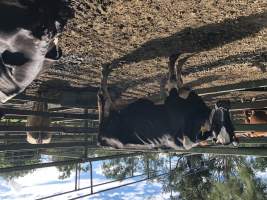 Captured at Moreton Saleyard, Purga QLD Australia.