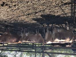 Captured at Moreton Saleyard, Purga QLD Australia.